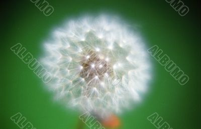 Dandelion