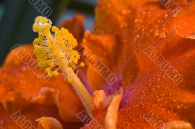 hibiscus flower after rain