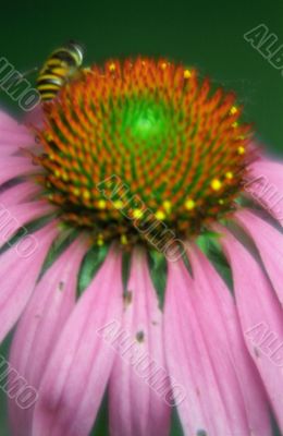 Echinacea
