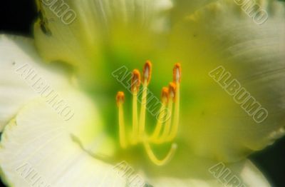 Yellow Flower