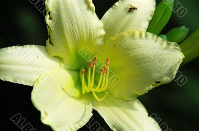 Yellow Flower