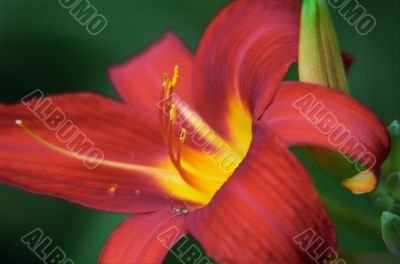 Red Flower