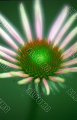 Soft Focus Flower