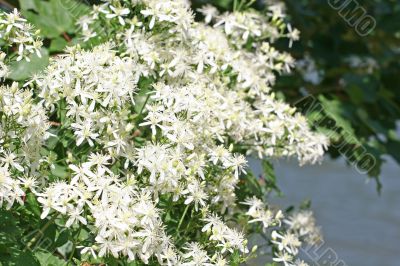 Lakeside Flowers