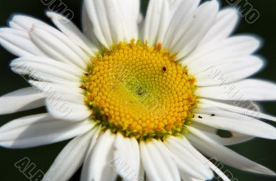 White Flower