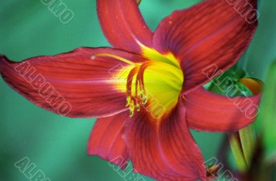 Red Flower