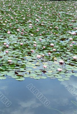 Pink Water Lilies