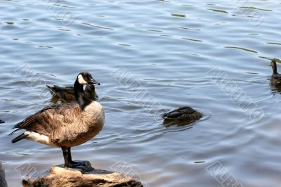 Goose on a Stone