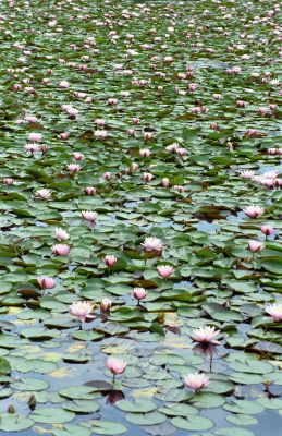 Pink Water Lilies