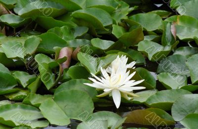Water Lily