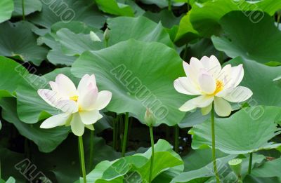 Water Lilies