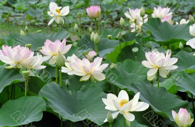 Water Lilies