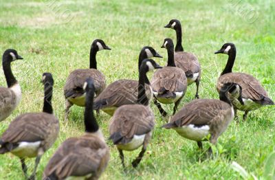 Geese
