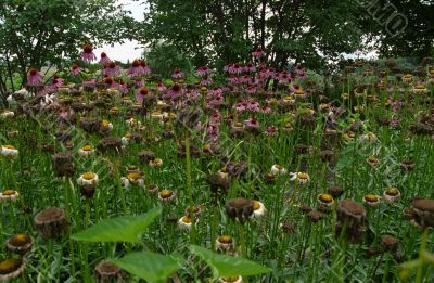 Echinacea