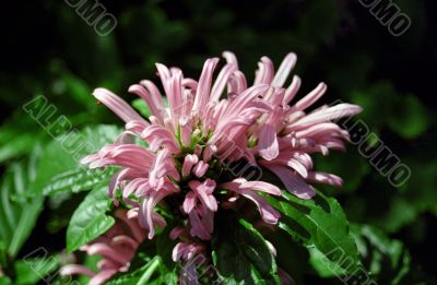 Pink Flower