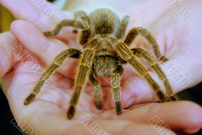 Spider in hand