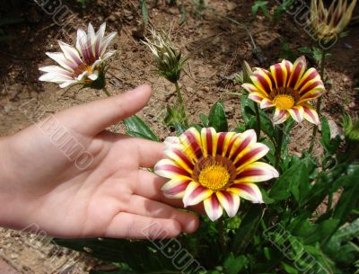 flower and children`s palm