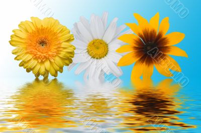 Multi-coloured flowers on a blue background with reflections