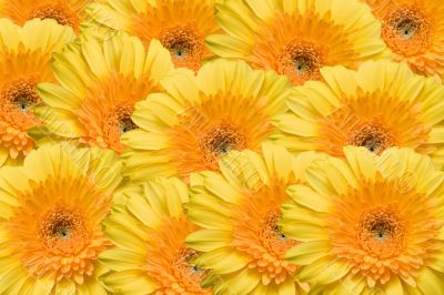 Texture from yellow gerbers