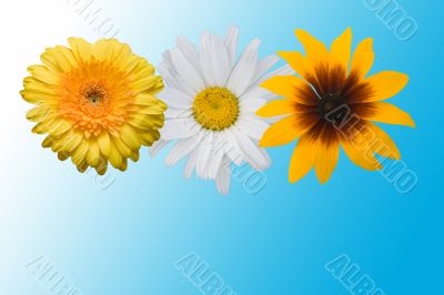 Multi-coloured flowers on a blue background
