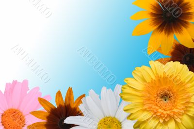 Multi-coloured flowers on a blue background