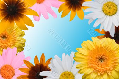 Multi-coloured flowers on a blue background
