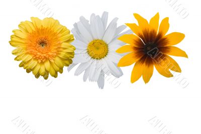 Multi-coloured flowers on a white background
