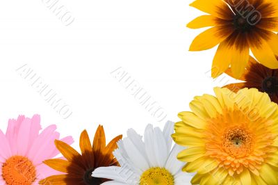 Multi-coloured flowers on a white background