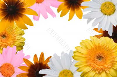 Multi-coloured flowers on a white background