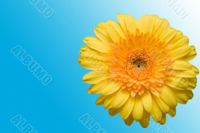 The isolated flower of a gerbera on a blue background.