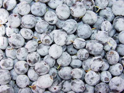 close-up blueberry