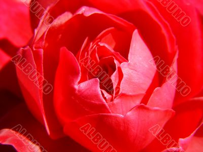 red beautiful close-up rose