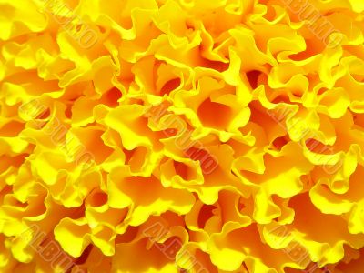 yellow close-up saffron