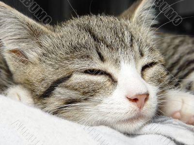 little kitten sleeping