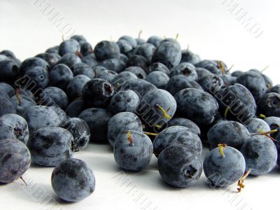 isolated blueberry on white