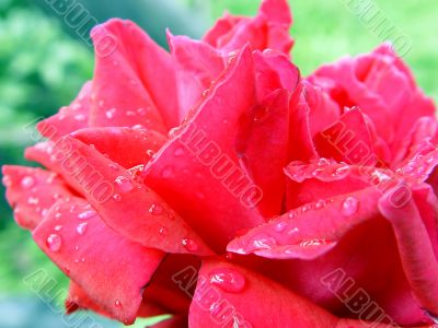 rose with rain drops