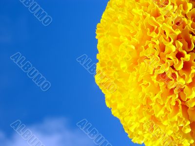 yellow saffron on the blue sky