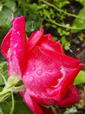 red rose with rain drops