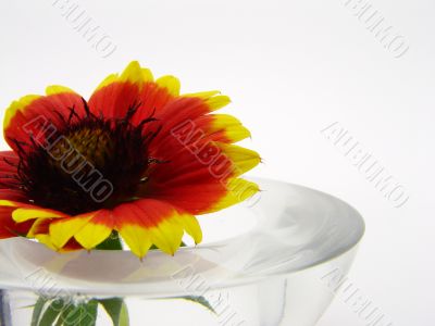 flower in the glass cup