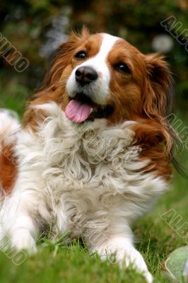 Kooijker dog with a ball