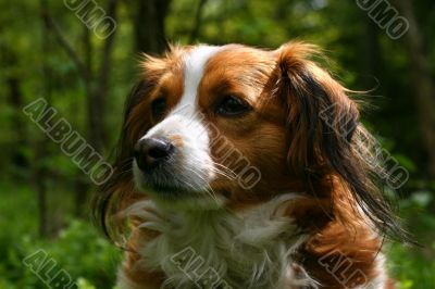 Dog portrait