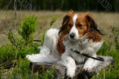 Dog lying down