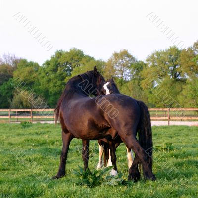 horses grooming