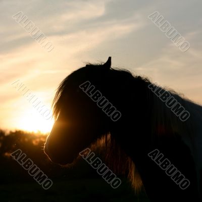 Sunset horse silhouette