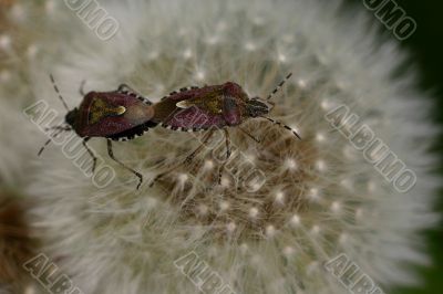 A bugs love