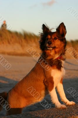 Young pup at sea