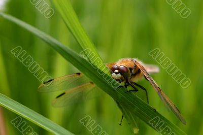Dragonfly