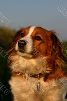 Kooijker dog