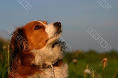 Cute dog portrait