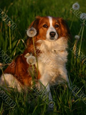 Dog in the grass